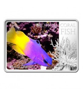 Tropical Coral Fish - Royal Gramma